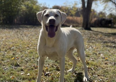 Dog Boarding by American PineAcre Kennels in Muncie, IN.