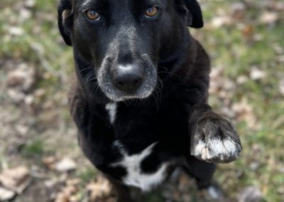 Dog Boarding by American PineAcre Kennels in Muncie, IN.
