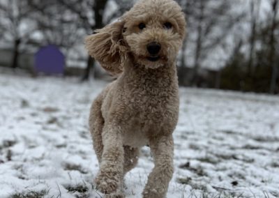 Dog Boarding by American PineAcre Kennels in Muncie, IN.