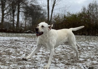 Dog Boarding by American PineAcre Kennels in Muncie, IN.