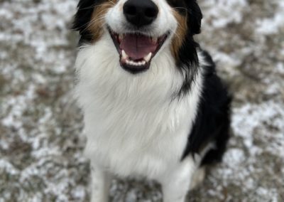 Dog Boarding by American PineAcre Kennels in Muncie, IN.